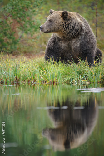 Brown bear relaxes near the waters edge looking left, Finland