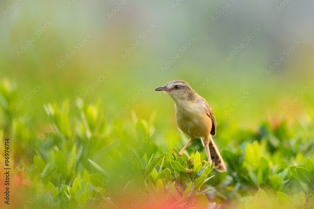 Fototapeta premium Plain Prinia