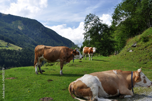 Kühe in der Steiermark, Österreich