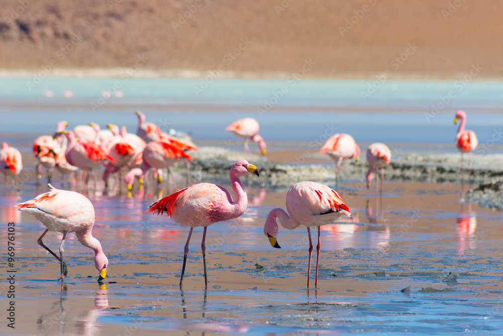 Naklejka premium Pink flamingos at 