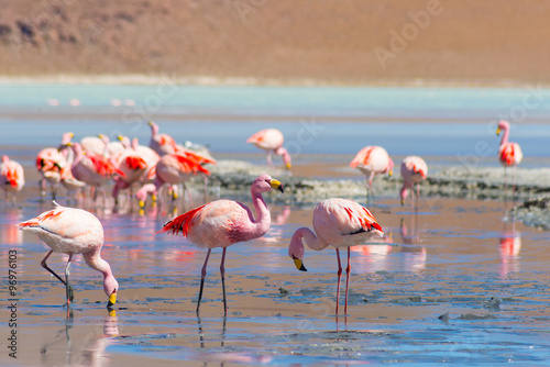 Pink flamingos at  Laguna Hedionda  on the Bolivian Andes