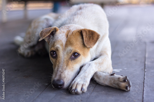 a lazy dog on the wooden