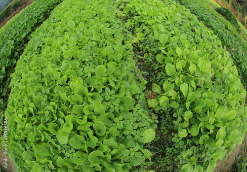 vegetable garden photo