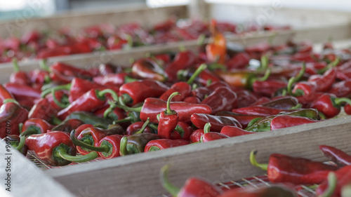 Piment Espelette Pays Basque