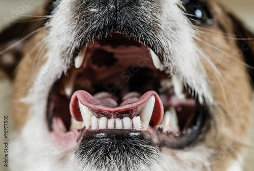 Dog mouth with excellent white teeth