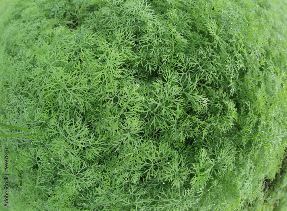 vegetable garden vegetable garden