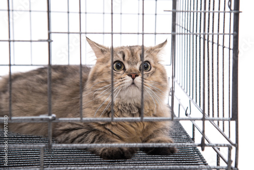 Fototapeta Naklejka Na Ścianę i Meble -  Cute tabby cat looking