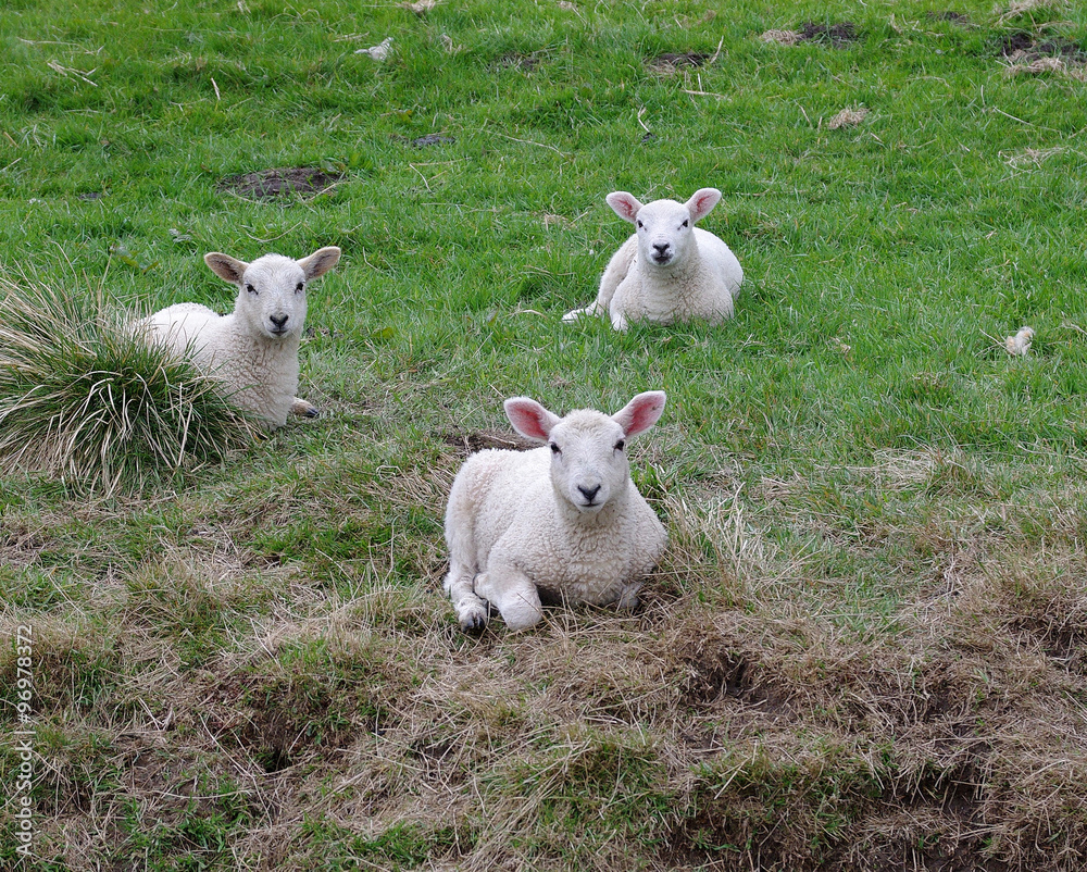 Three lambs lying in the grass Three lambs lying in the grass