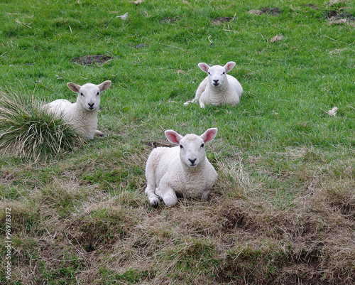 Three lambs lying in the grass