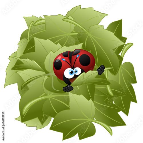 coccinella foglia