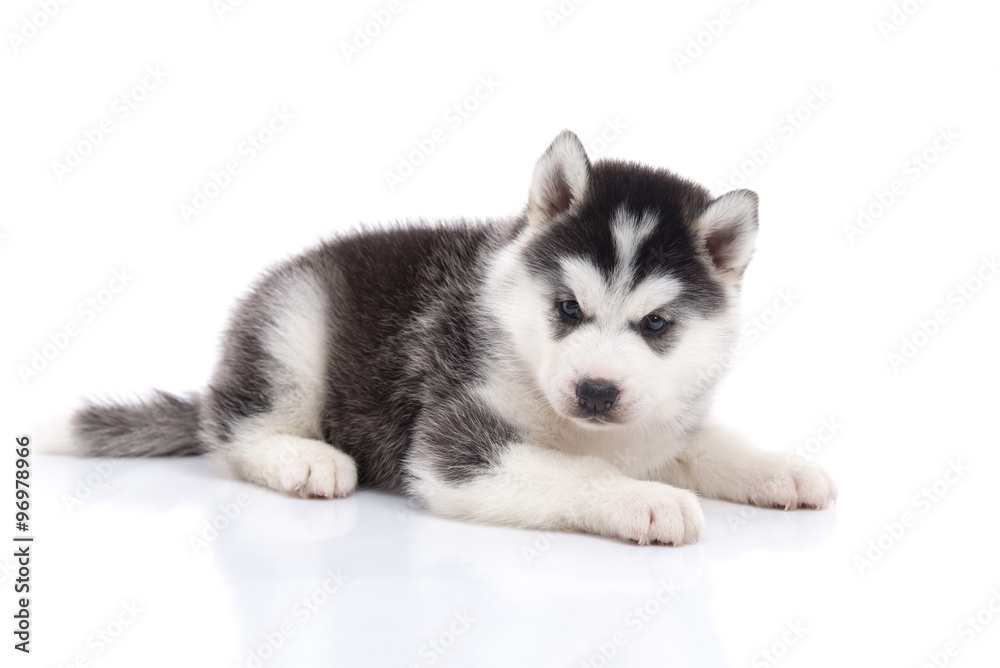 Cute siberian husky puppy lying