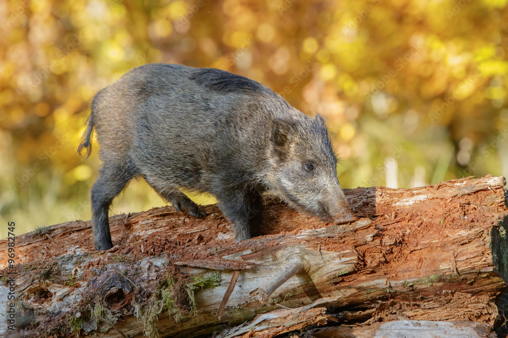 Young boar climbing Young boar climbing