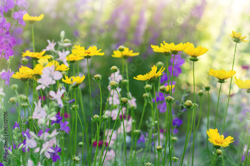 Fototapeta Naklejka Na Ścianę i Meble -  flowers in a sunny summer meadow