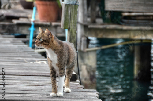 Cat standing on pier in Koh Chang, Thailand