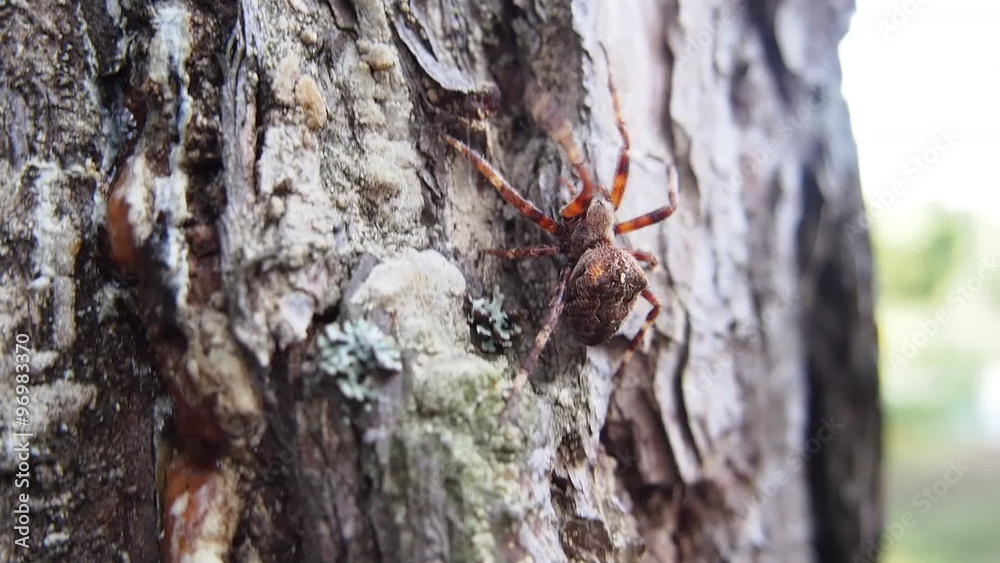 big spider crawls up by bark of big pine tree
big spider crawls up by bark of big pine tree