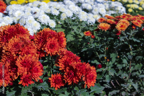 garden red aster flowers