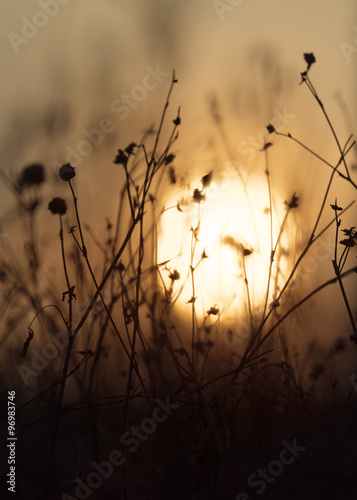 Autumn sunrise in the field