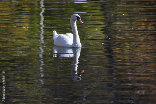 white wild swan