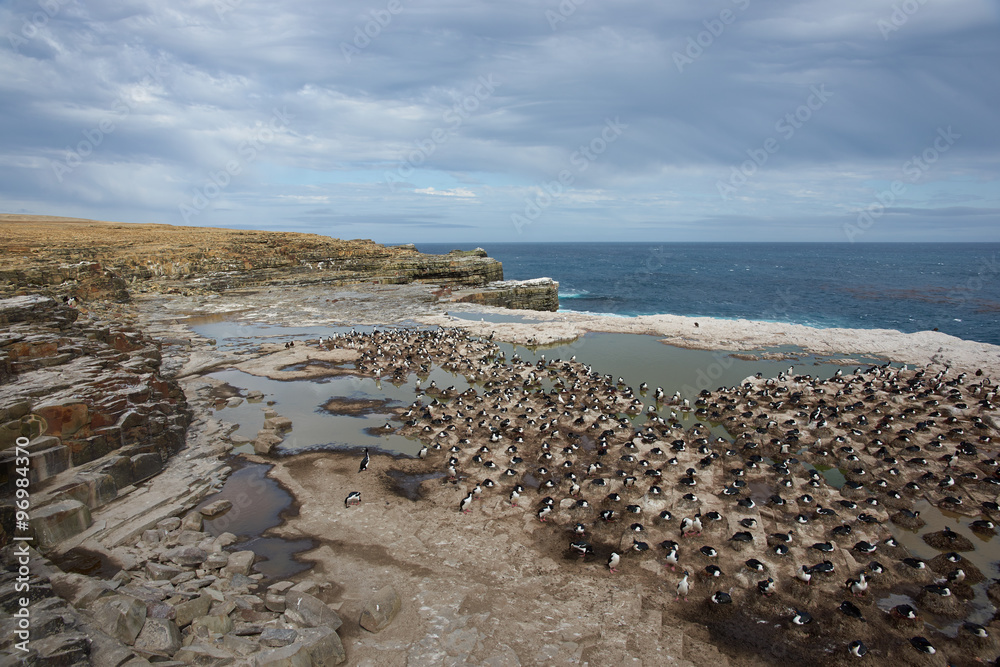 Large colony of Imperial Shag (Phalacrocorax atriceps albiventer) on the cliffs of Sealion Island in the Falkland Islands.