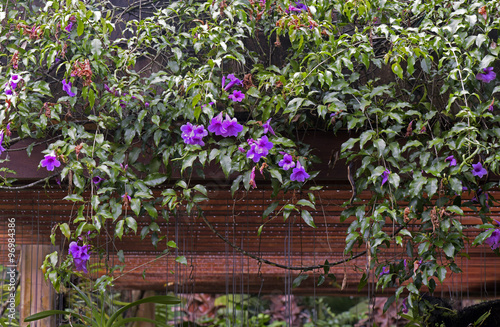 Garden detail with climbing plants and flowers suspended