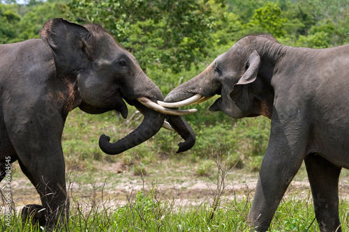 Two Asian elephants playing with each other. Indonesia. Sumatra. Way Kambas National Park. An excellent illustration.