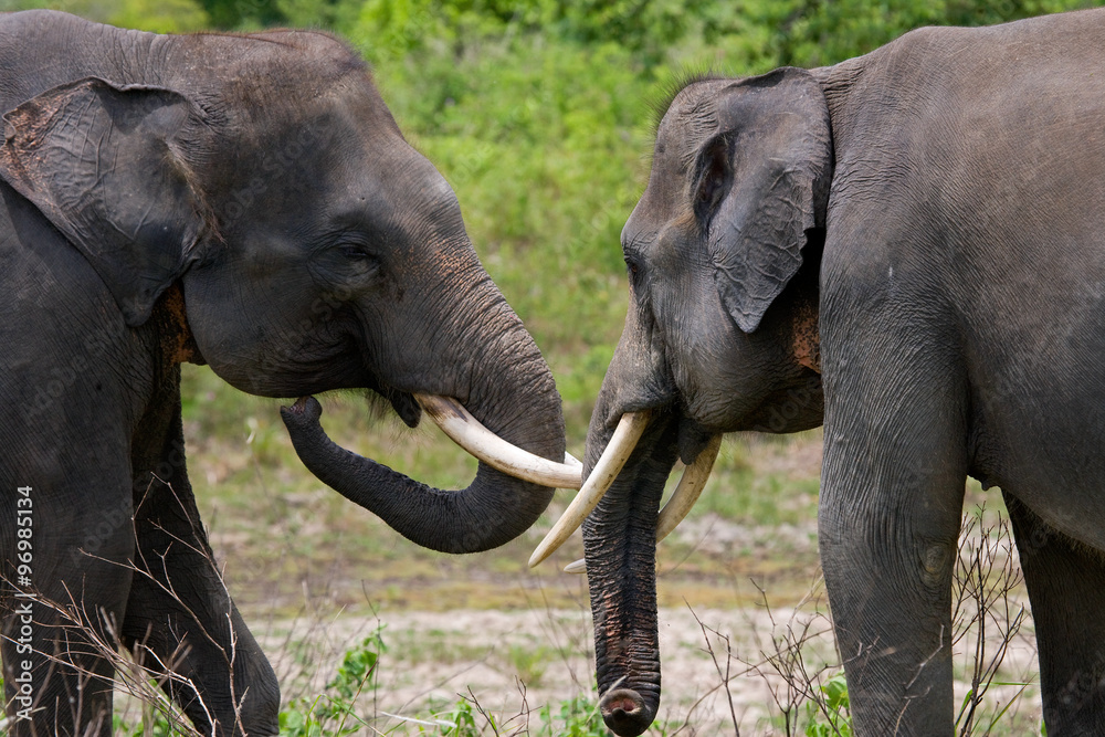 Fototapeta premium Two Asian elephants playing with each other. Indonesia. Sumatra. Way Kambas National Park. An excellent illustration.
