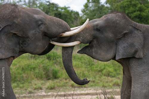 Two Asian elephants playing with each other. Indonesia. Sumatra. Way Kambas National Park.  An excellent illustration.