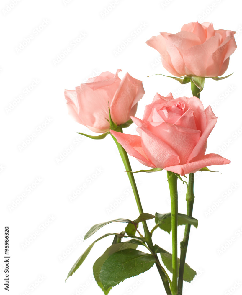 Obraz premium three pink roses isolated on white