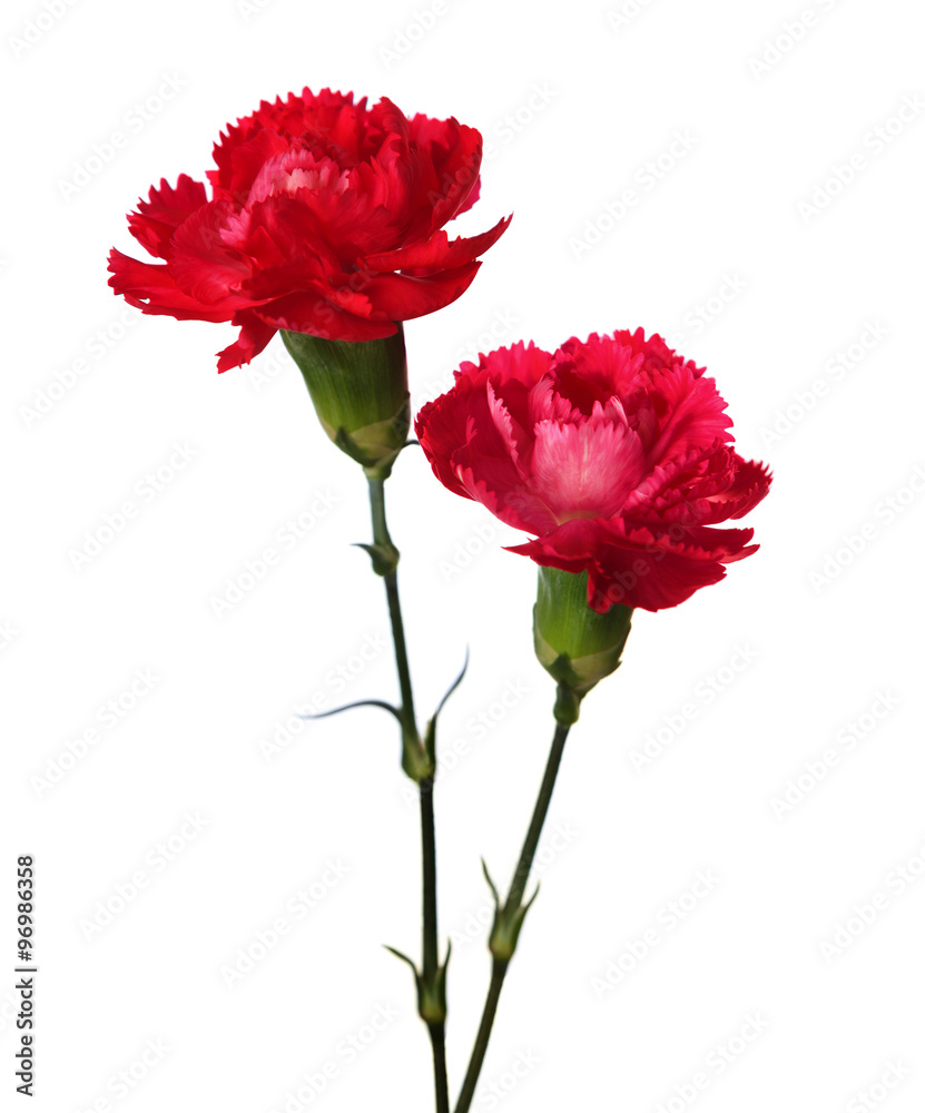 Two carnations isolated on white background.