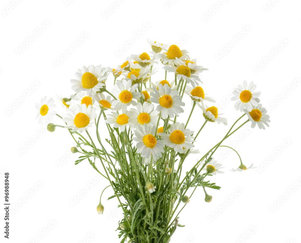 Chamomiles isolated on white background. cutout Chamomiles isolated on white background. cutout