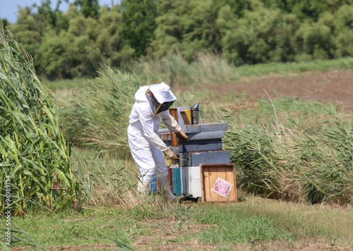 beekeeper while collecting honey from honeycombs of bee hives in