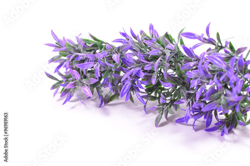 Purple flowers branch