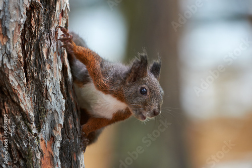 Curious European Squirrel © lucaar