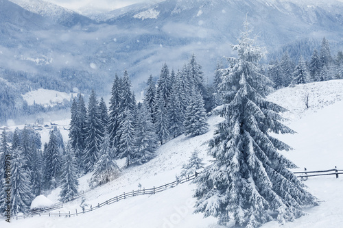 Trees covered with hoarfrost and snow in mountains