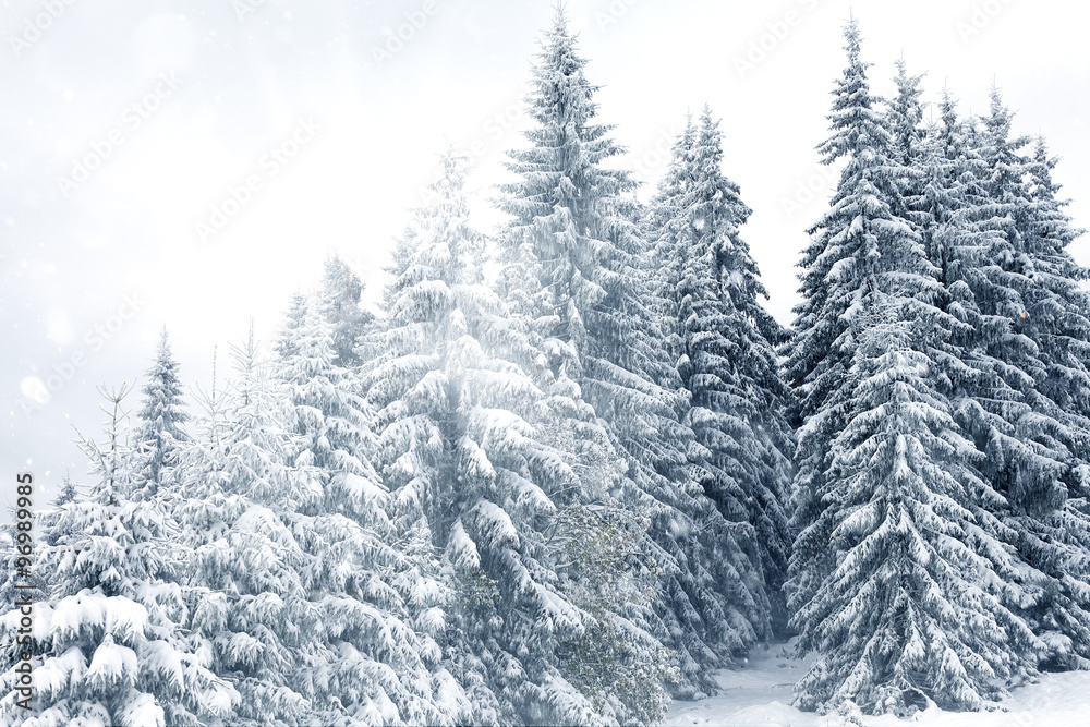 Fototapeta premium Trees covered with hoarfrost and snow in mountains
