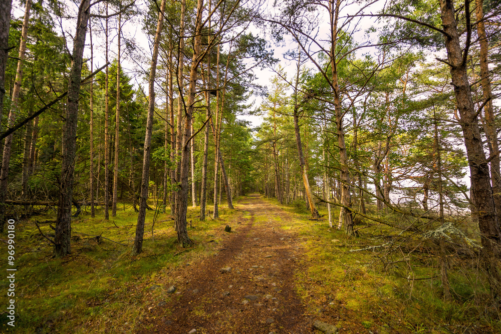 Obraz premium Trollwald auf Öland, Schweden