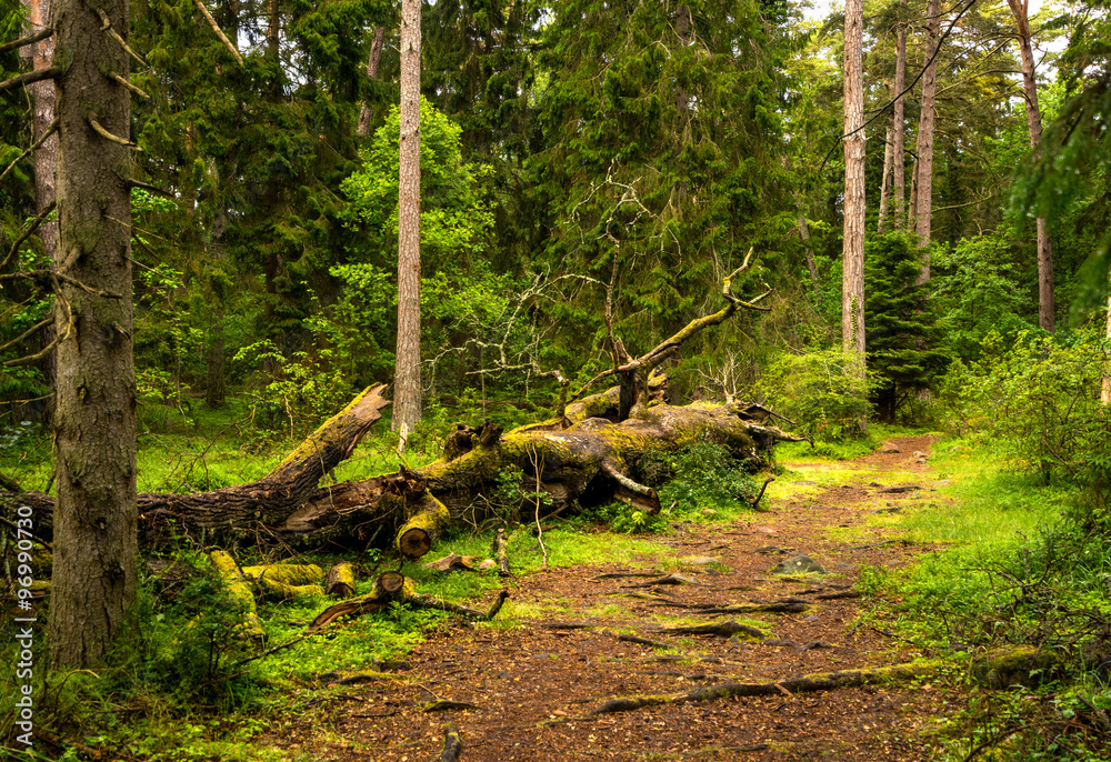 Trollwald auf Öland, Schweden Stock Photo | Adobe Stock