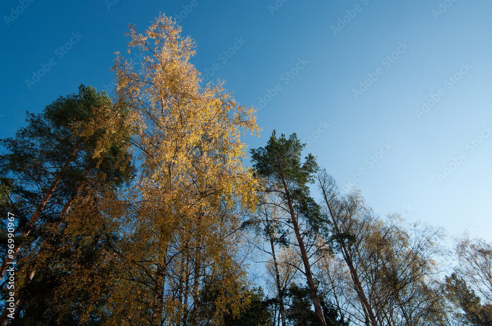 Fototapeta premium blue sky, green and yellow trees