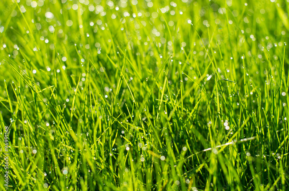 green grass in summer green grass in summer