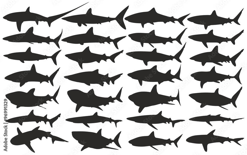 Fototapeta premium Sharks.