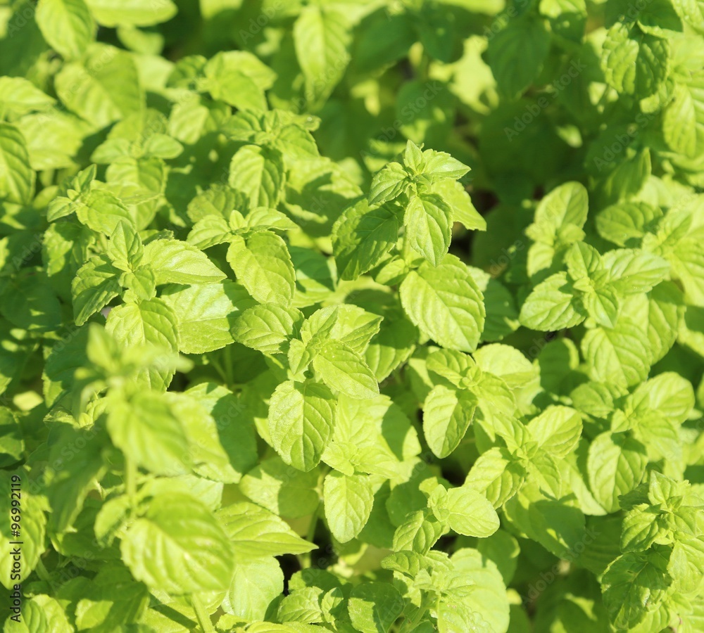 background of Green Mint leaves background of Green Mint leaves