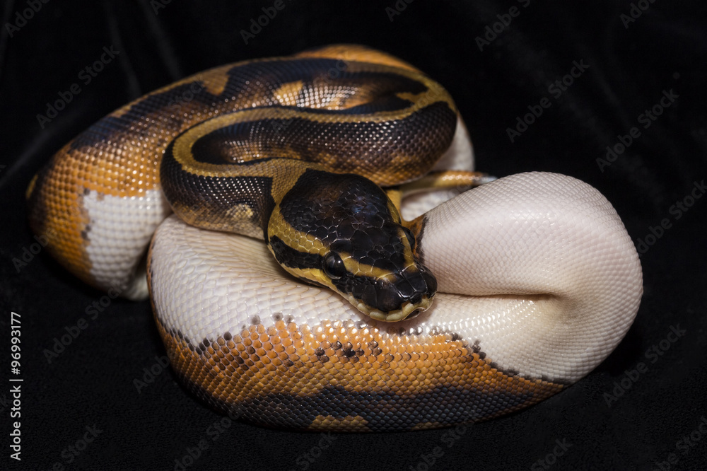 Piedbald Ball Python Piedbald Ball Python