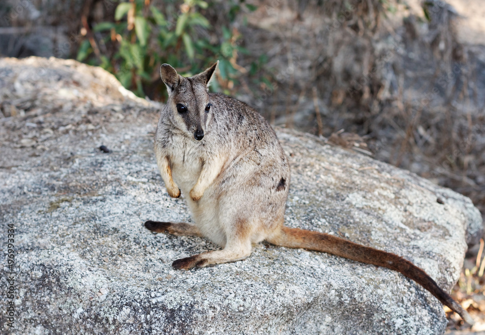 rock wallaby on the rocks rock wallaby on the rocks