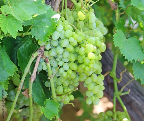 Wallpaper Mural big bunches of white grapes on vineyard in autumn Torontodigital.ca