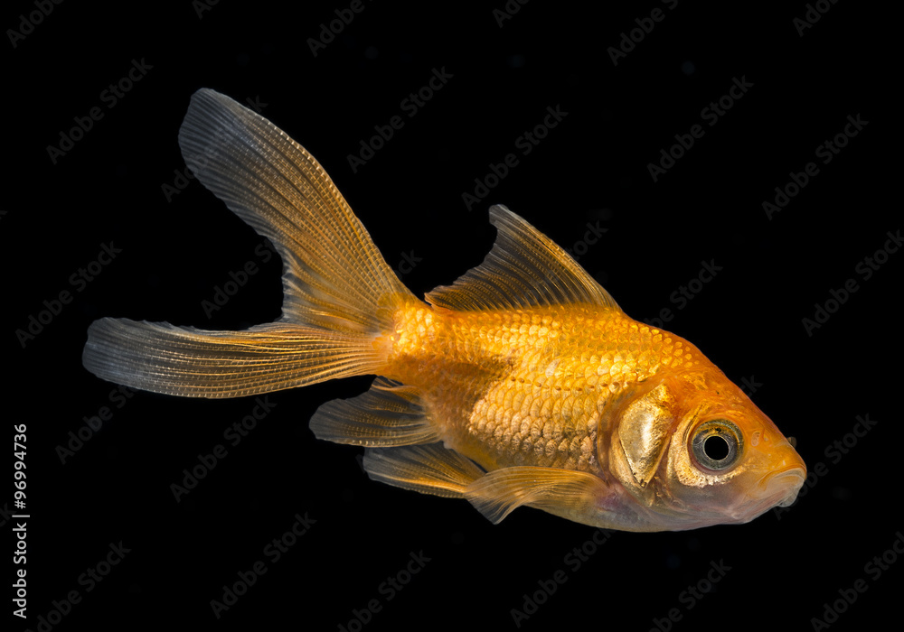 Carassius auratus auratus - gold fish - aquarium fish on black background Carassius auratus auratus - gold fish - aquarium fish on black background