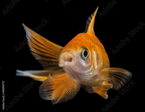 Carassius auratus auratus - gold fish - aquarium fish on black background