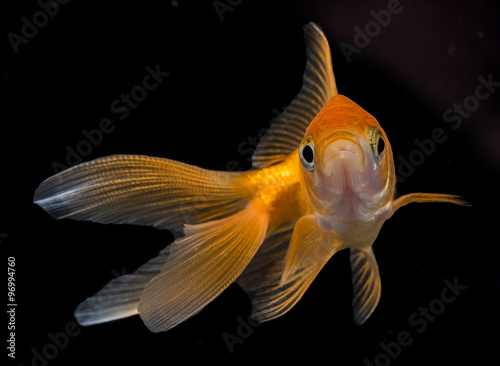 Carassius auratus auratus - gold fish - aquarium fish on black background