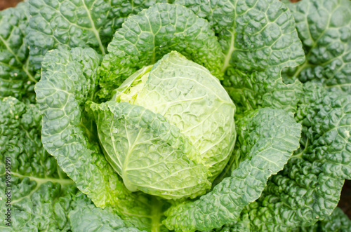 Cabbage