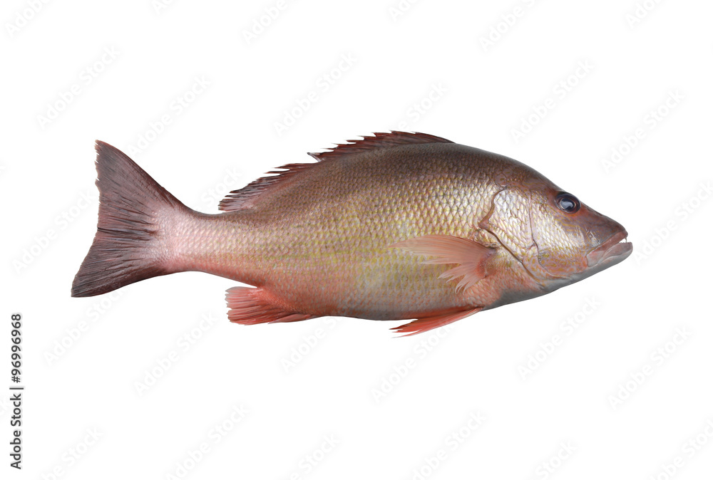 Fresh red Snapper fish or Lutjanus campechanusfish isolated on a Fresh red Snapper fish or Lutjanus campechanusfish isolated on a