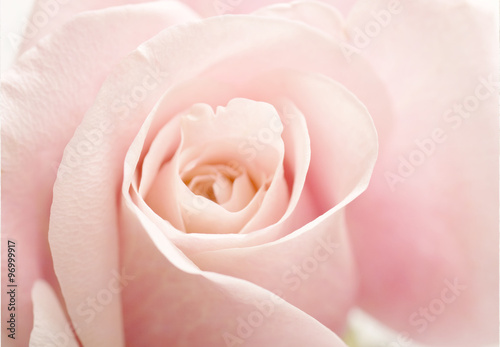 Light Pink Rose Flower High Key Floral